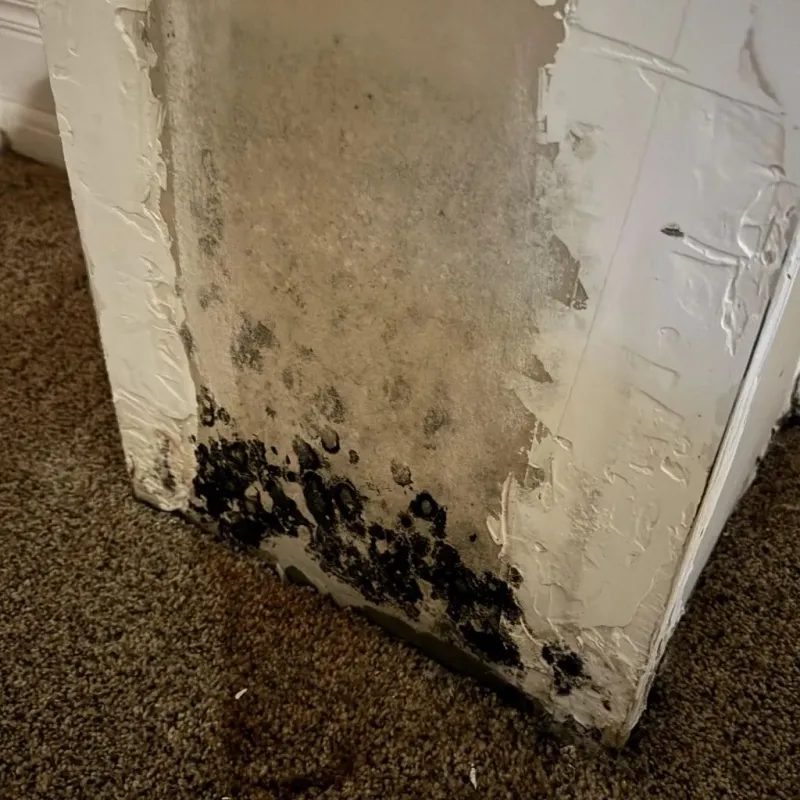 Professional Mold Removal in Roselawn, IN